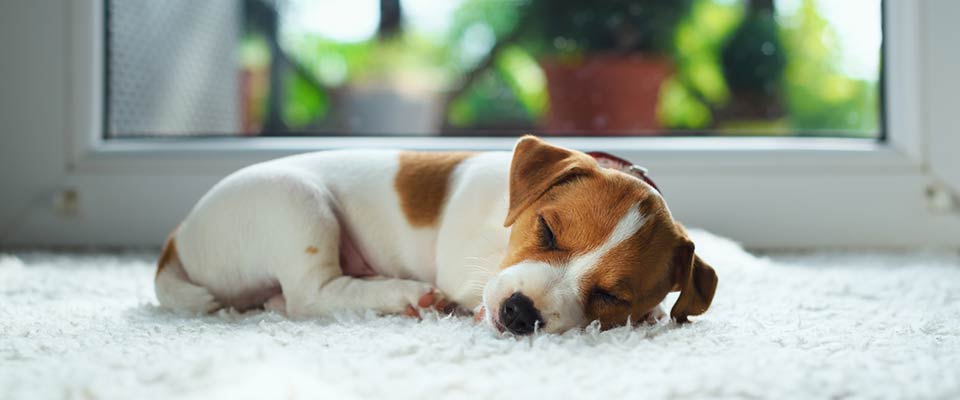 Practicing good sleep health, a beagle rests peacefully on white carpet next to a window.